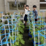 あさがおさん、大きくなっています.JPG